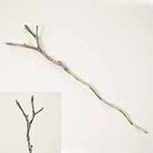 Jul Tiny Twig Lace Stick
